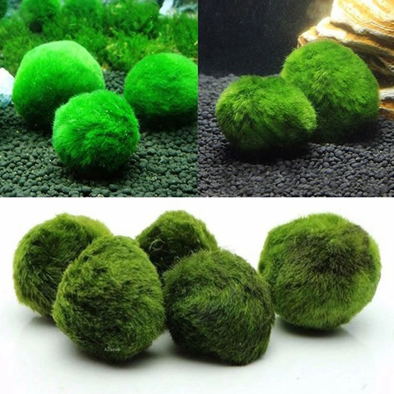 Aquarium Plant Echinodorus - 1 Pezzo Palline di Muschio 3-4cm,