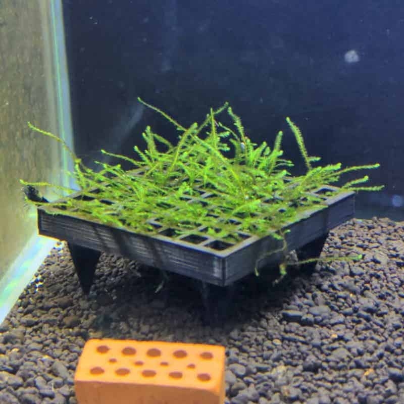 Aquarium Plant Echinodorus - Supporto per muschio acquatico per acquario,