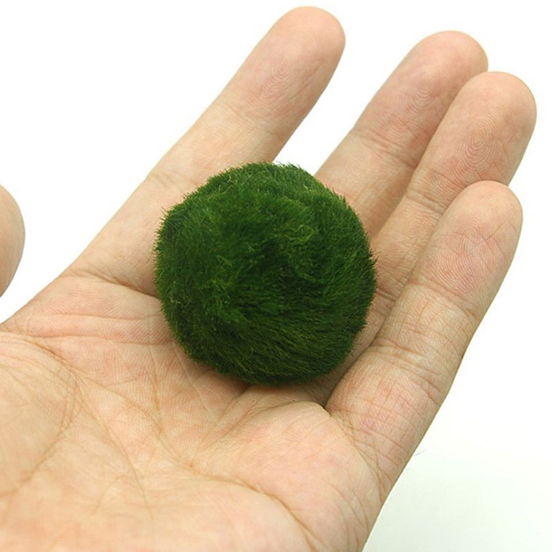 Aquarium Plant Echinodorus - Palline di Muschio Marimo Vive 3-4cm,