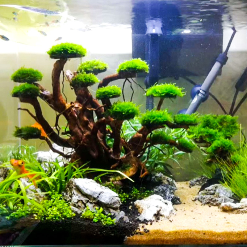 Aquarium Planting Ideas - Decorazione per Acquario: Albero di Muschio,