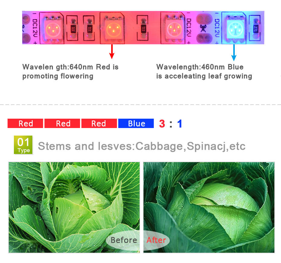 Striscia LED per Coltivazione  - Aquarium Plant Echinodorus recensione e prezzo