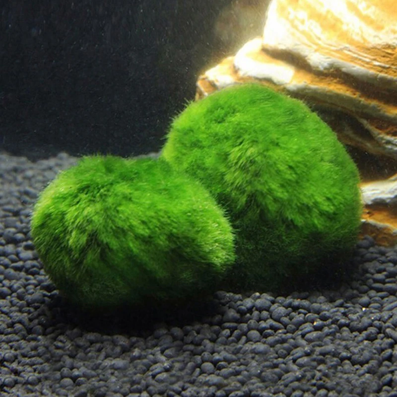 1 Pezzo Palline di Muschio 3-4 - Aquarium Plant Echinodorus recensione e prezzo