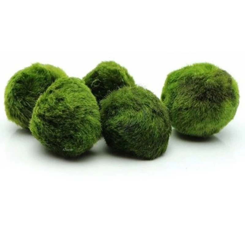 1 Pezzo Palline di Muschio 3-4 - Aquarium Plant Echinodorus recensione e prezzo