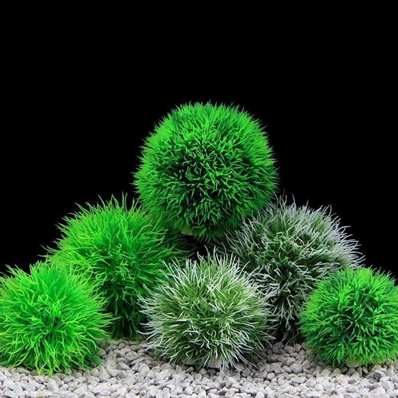 Marimo Moss Balls Live Aquariu - Aquarium Plant Echinodorus recensione e prezzo