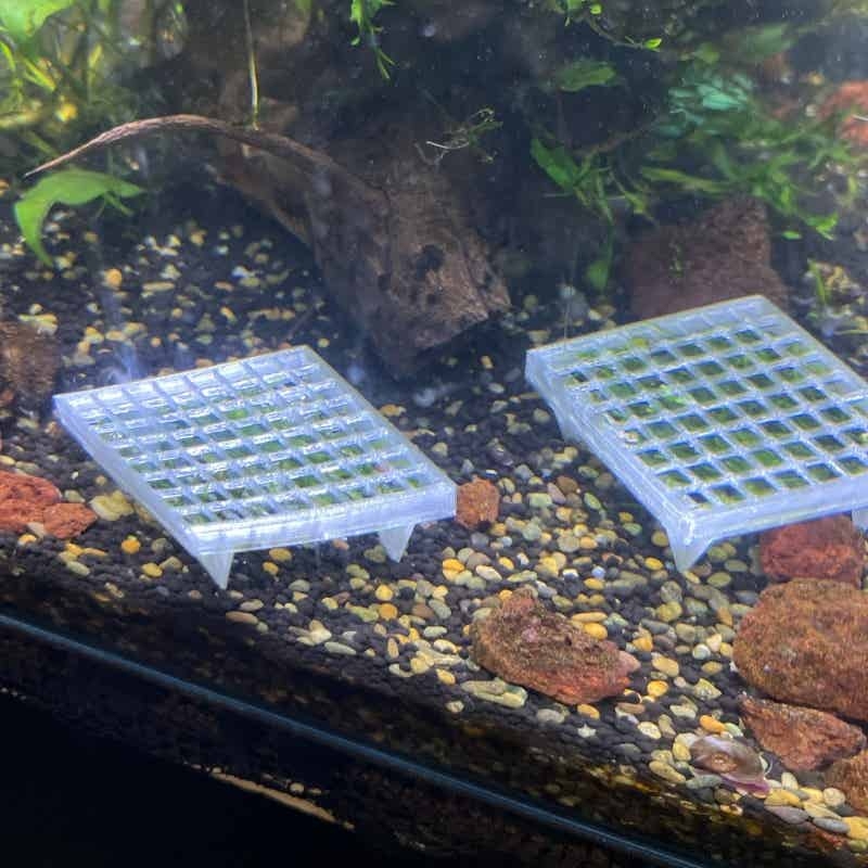 Supporto per muschio acquatico - Aquarium Plant Echinodorus recensione e prezzo