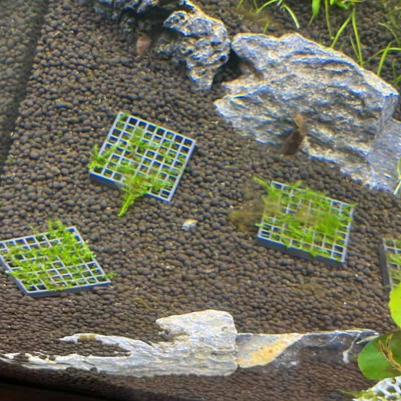 Supporto per muschio acquatico - Aquarium Plant Echinodorus recensione e prezzo