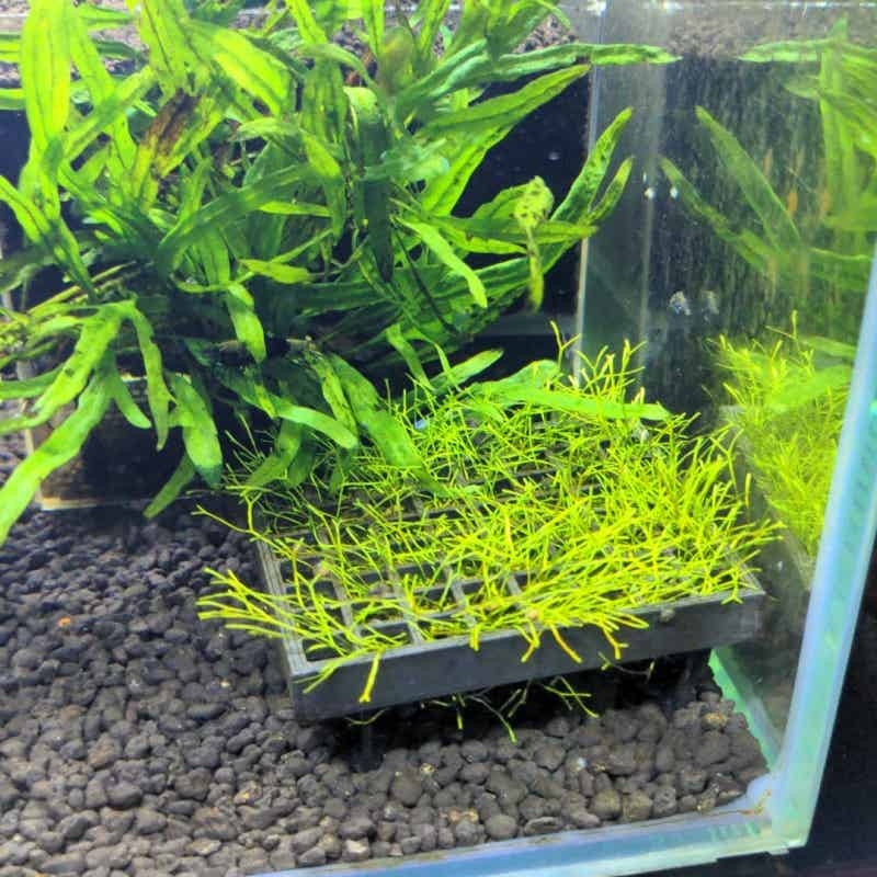 Supporto per muschio acquatico - Aquarium Plant Echinodorus recensione e prezzo