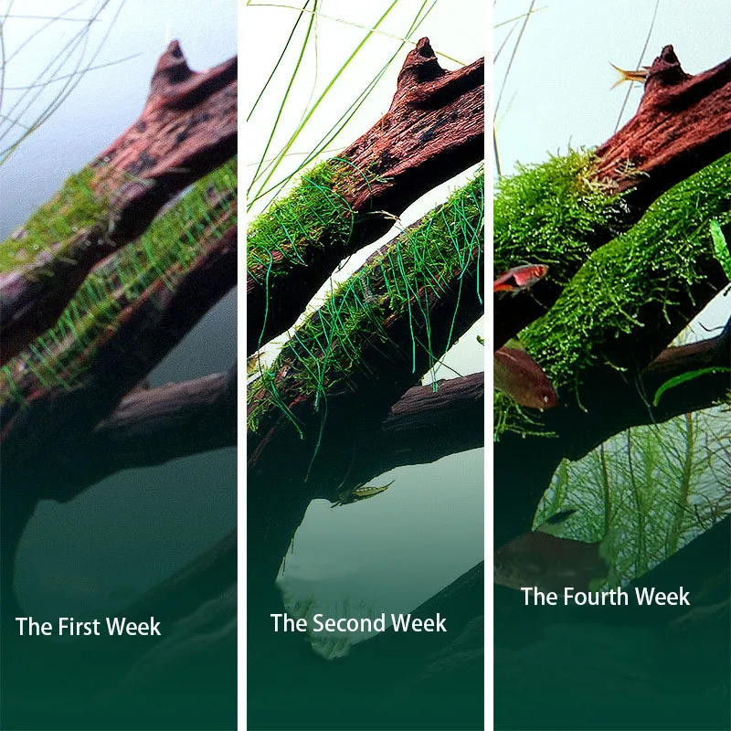 Decorazioni in Legno Naturale  - Aquarium Plant Echinodorus recensione e prezzo