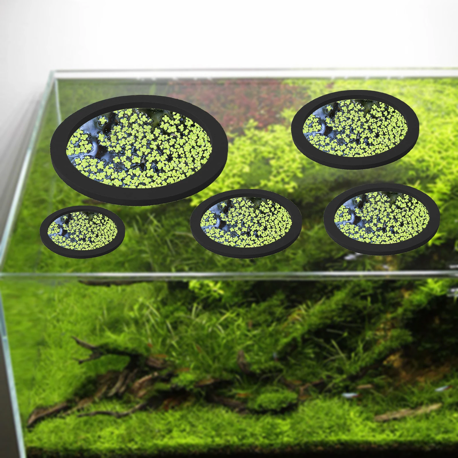 5 pz EVA Anello di Alimentazio - Aquarium Planted Aquarium recensione e prezzo