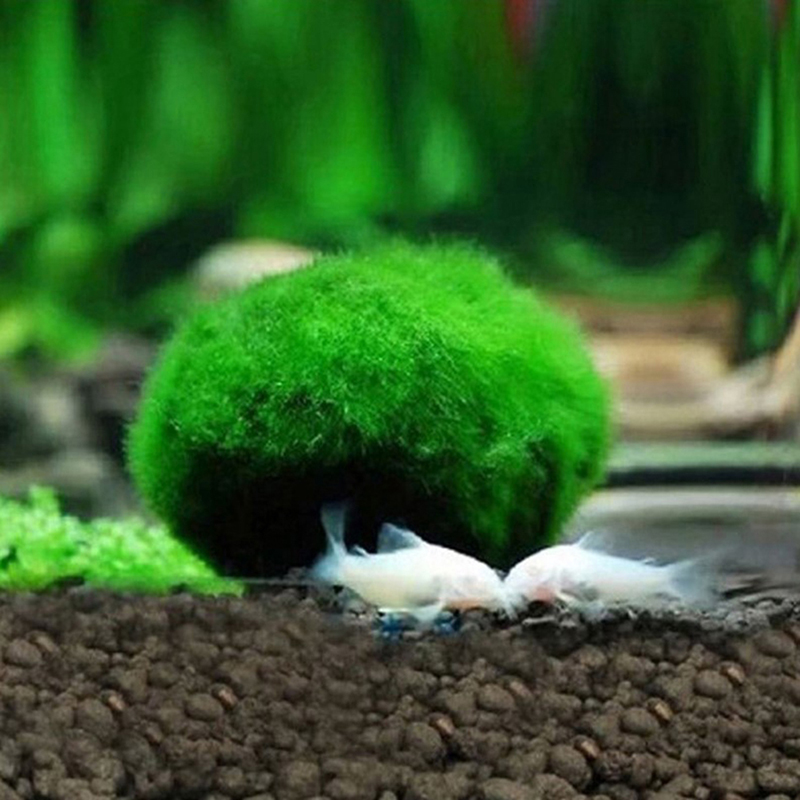 Sfere di Muschio Marimo 3-4cm, - Aquarium Plant Echinodorus recensione e prezzo