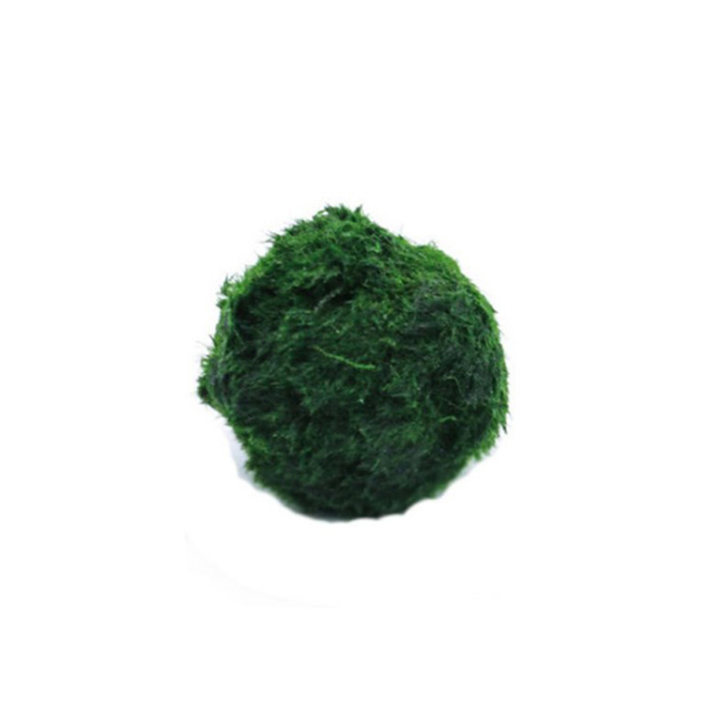 Marimo Moss Balls Live Aquariu - Aquarium Plant Echinodorus recensione e prezzo