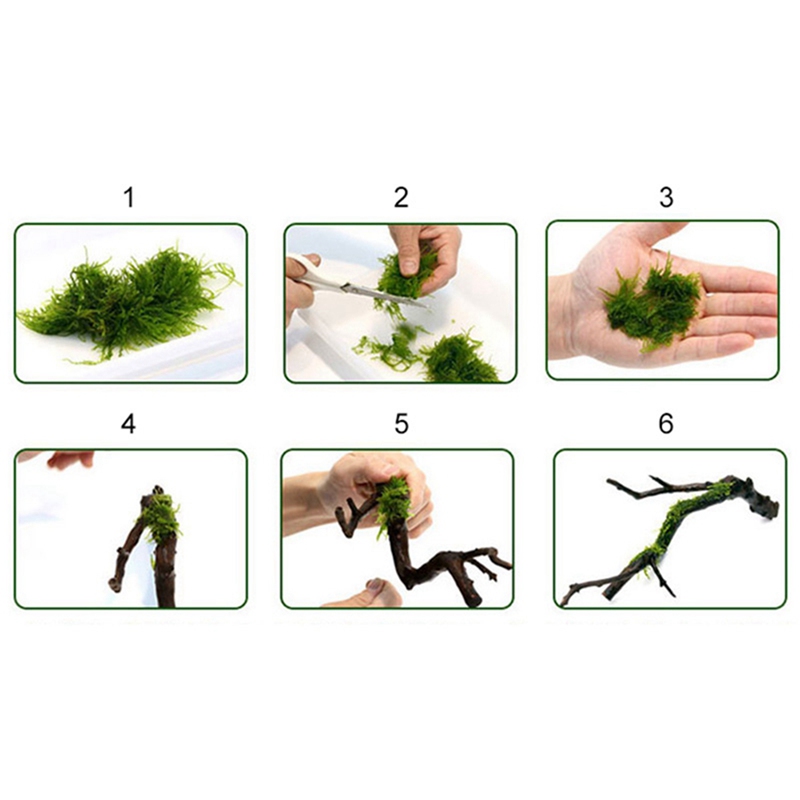 120M FAI DA TE Muschio Linea V - Aquarium Plant Echinodorus recensione e prezzo